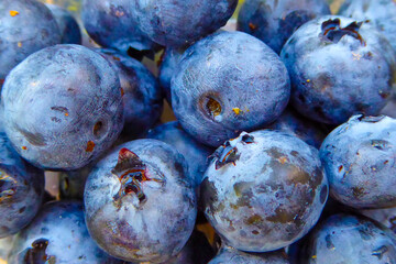 Extreme closeup of thick purple blue cultivated blueberries . Vegan delicious healthy food . Macro berries concept background . Blaubeeren Heidelbeeren Nahaufnahme .