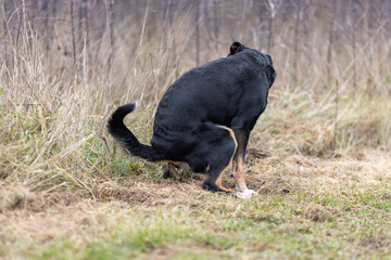 Dog look away pooping on a green meadow, Appenzeller sennenhund