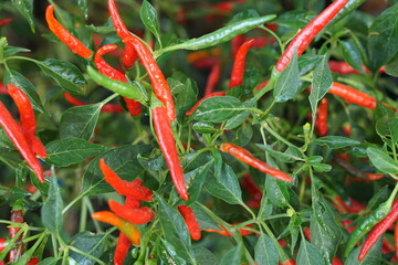 fresh red peppers in the tree