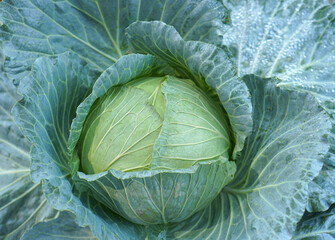 Fototapeta premium Organic green cabbage background in the garden