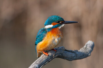 colorful bird spying on its prey on dry branch,Common Kingfisher, Alcedo atthis