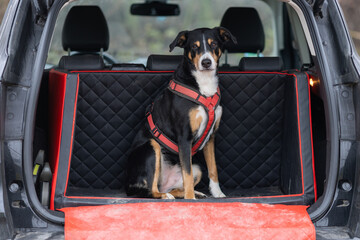 Dog rides in the trunk of car, appenzeller sennenhund