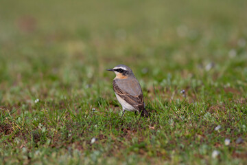 little bird watching on the grass, Northern Wheatear, Oenanthe oenanthe