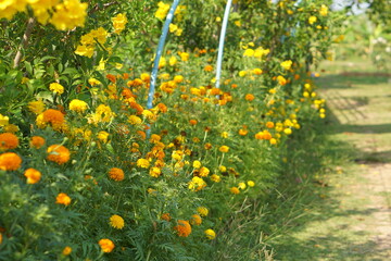 Obraz premium beautiful marigolds in the garden
