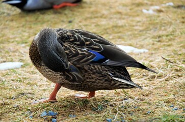 duck cleaning its feathers