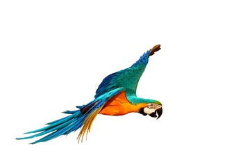 Colorful Blue and gold macaw parrot flying isolated on transparent background png file