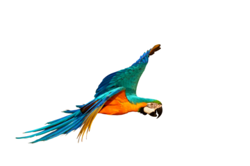 Colorful Blue and gold macaw parrot flying isolated on transparent background png file