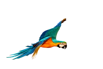 Fototapete Rund Papagei Colorful Blue and gold macaw parrot flying isolated on transparent background png file  © Passakorn