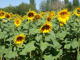 Chant de tournesol