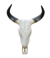 Fototapeta premium bull skull isolated on white