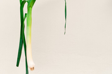 leek on a light beige wall background with copy space, fresh vegetables from the farmer's market.