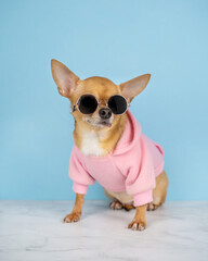 A red chihuahua dog in sunglasses and a pink hoodie on a blue background . Sale, advertising, discount, special offer, shops, advertising business concept. Copy space for text