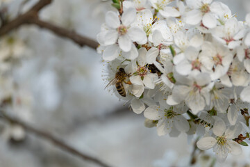 blossom in spring