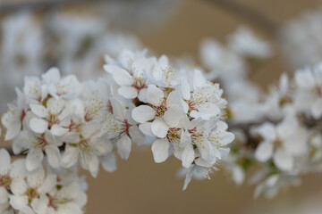 cherry tree blossom