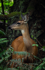 Deer hidden in the forest vertical photo