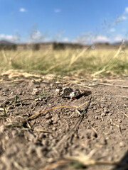 the cricket in the desert