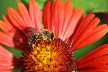 Macro image of bee on the flower in the summer garden. Nature concept.