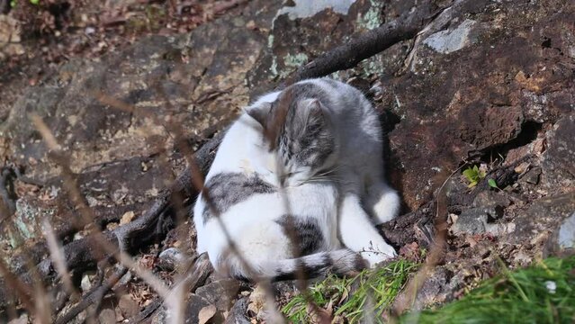 のんびり過ごしている可愛い野良猫