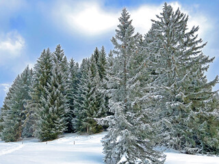 Picturesque canopies of alpine trees in a typical winter atmosphere after the winter snowfall above the tourist resorts of Valbella and Lenzerheide in the Swiss Alps - Canton of Grisons, Switzerland