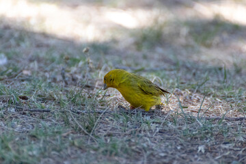 Canario amarillo