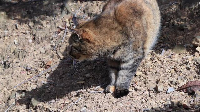 のんびり過ごしている可愛い野良猫