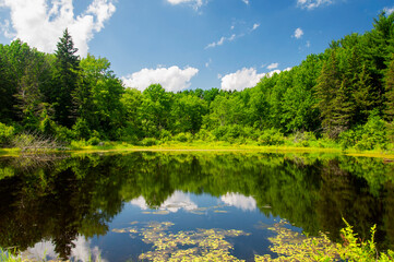 Fototapeta premium wetland pond landscape summer new england