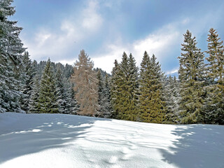 Fototapeta na wymiar Picturesque canopies of alpine trees in a typical winter atmosphere after the winter snowfall above the tourist resorts of Valbella and Lenzerheide in the Swiss Alps - Canton of Grisons, Switzerland