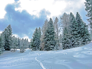 Picturesque canopies of alpine trees in a typical winter atmosphere after the winter snowfall above the tourist resorts of Valbella and Lenzerheide in the Swiss Alps - Canton of Grisons, Switzerland