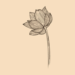 Lotus flower vector illustration with line art