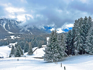 Fototapeta premium Picturesque canopies of alpine trees in a typical winter atmosphere after the winter snowfall above the tourist resorts of Valbella and Lenzerheide in the Swiss Alps - Canton of Grisons, Switzerland