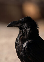 Crow