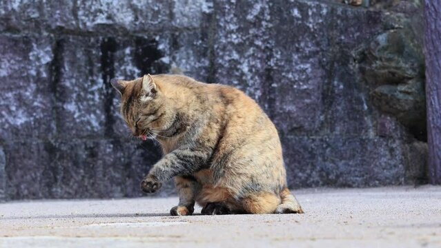 のんびり過ごしている可愛い野良猫