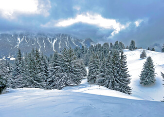 Picturesque canopies of alpine trees in a typical winter atmosphere after the winter snowfall above the tourist resorts of Valbella and Lenzerheide in the Swiss Alps - Canton of Grisons, Switzerland