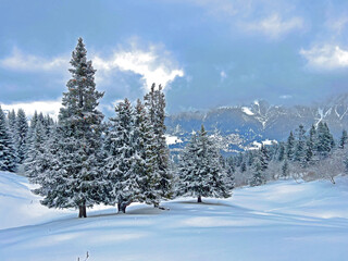 Picturesque canopies of alpine trees in a typical winter atmosphere after the winter snowfall above the tourist resorts of Valbella and Lenzerheide in the Swiss Alps - Canton of Grisons, Switzerland