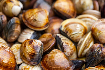 Fresh raw uncooked clam for hot pot