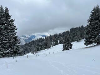 Picturesque canopies of alpine trees in a typical winter atmosphere after the winter snowfall above the tourist resorts of Valbella and Lenzerheide in the Swiss Alps - Canton of Grisons, Switzerland