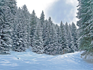 Picturesque canopies of alpine trees in a typical winter atmosphere after the winter snowfall above the tourist resorts of Valbella and Lenzerheide in the Swiss Alps - Canton of Grisons, Switzerland