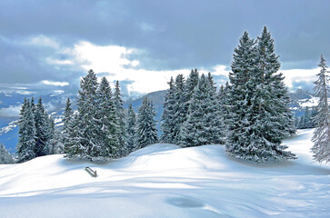 Fototapeta na wymiar Picturesque canopies of alpine trees in a typical winter atmosphere after the winter snowfall above the tourist resorts of Valbella and Lenzerheide in the Swiss Alps - Canton of Grisons, Switzerland