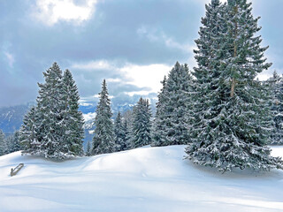 Picturesque canopies of alpine trees in a typical winter atmosphere after the winter snowfall above the tourist resorts of Valbella and Lenzerheide in the Swiss Alps - Canton of Grisons, Switzerland
