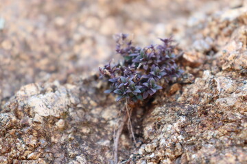 Wildflower on the rock - Macro photography - On the Olympus mount feet - Wildlife of Greece