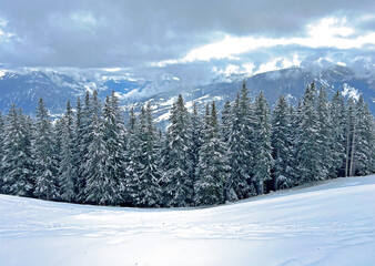 Picturesque canopies of alpine trees in a typical winter atmosphere after the winter snowfall above the tourist resorts of Valbella and Lenzerheide in the Swiss Alps - Canton of Grisons, Switzerland