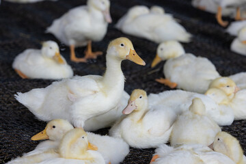 Group of white ducks in the farm