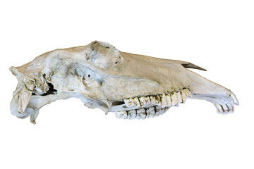Pony skull isolated, transparent background