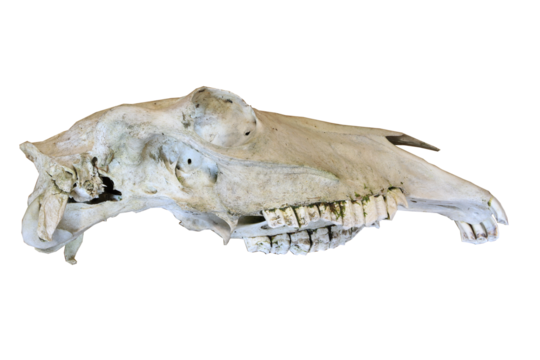 Pony skull isolated, transparent background