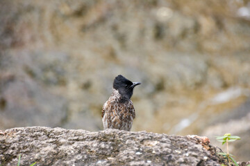 Pajaro marron y negro con cresta sobre una roca