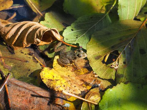 Wasserfrosch sitzt auf buntem Laub auf einem Weiher im herbstlichen Bayern