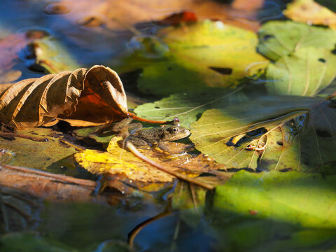 Ein Wasserfrosch sitzt auf Blättern in einem Waldsee in Bayern