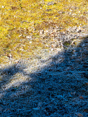 Escarcha derritiendo al sol