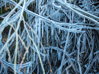 Ramas heladas en invierno en el río