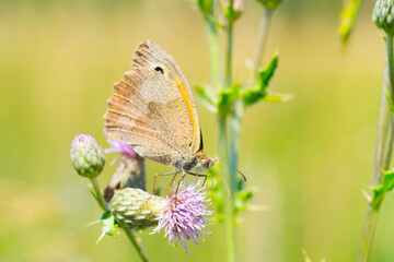 Meadow brown butterfly, purple thistle, green background